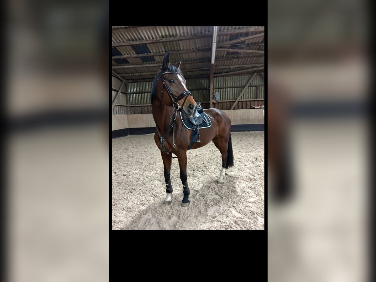 Koń wirtemberski Klacz 19 lat 167 cm Gniada in Nürtingen