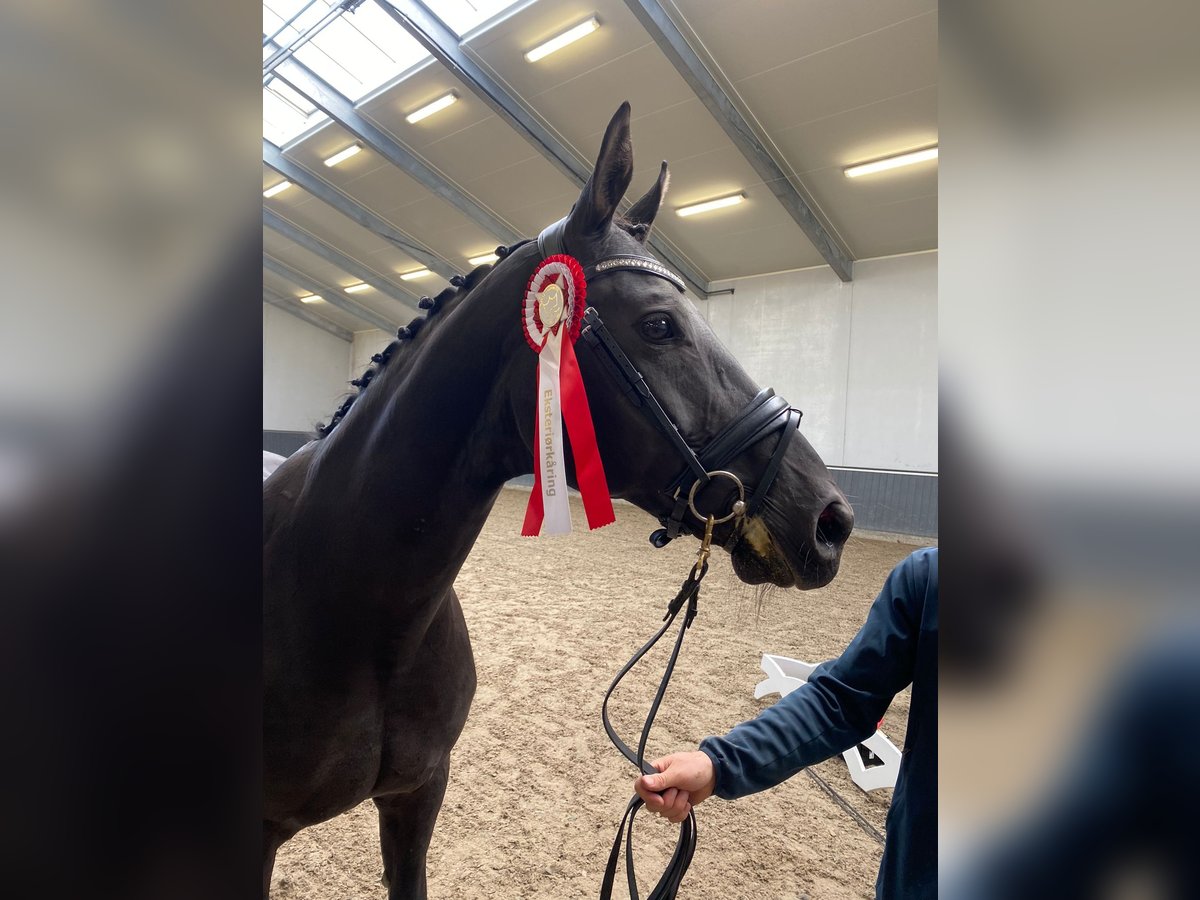 Koń wirtemberski Klacz 19 lat 169 cm Kara in Ellwangen (Jagst)