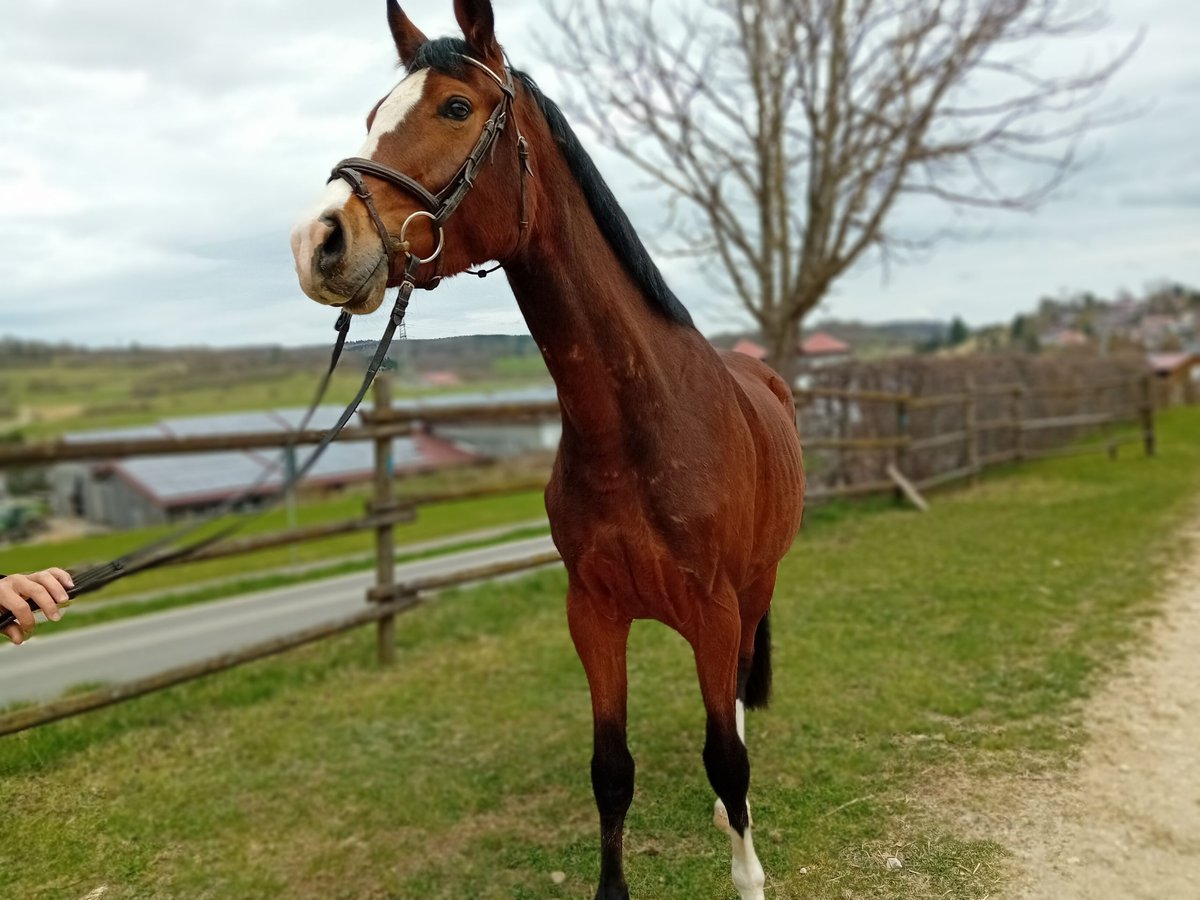 Koń wirtemberski Klacz 3 lat 164 cm Gniada in Gomadingen