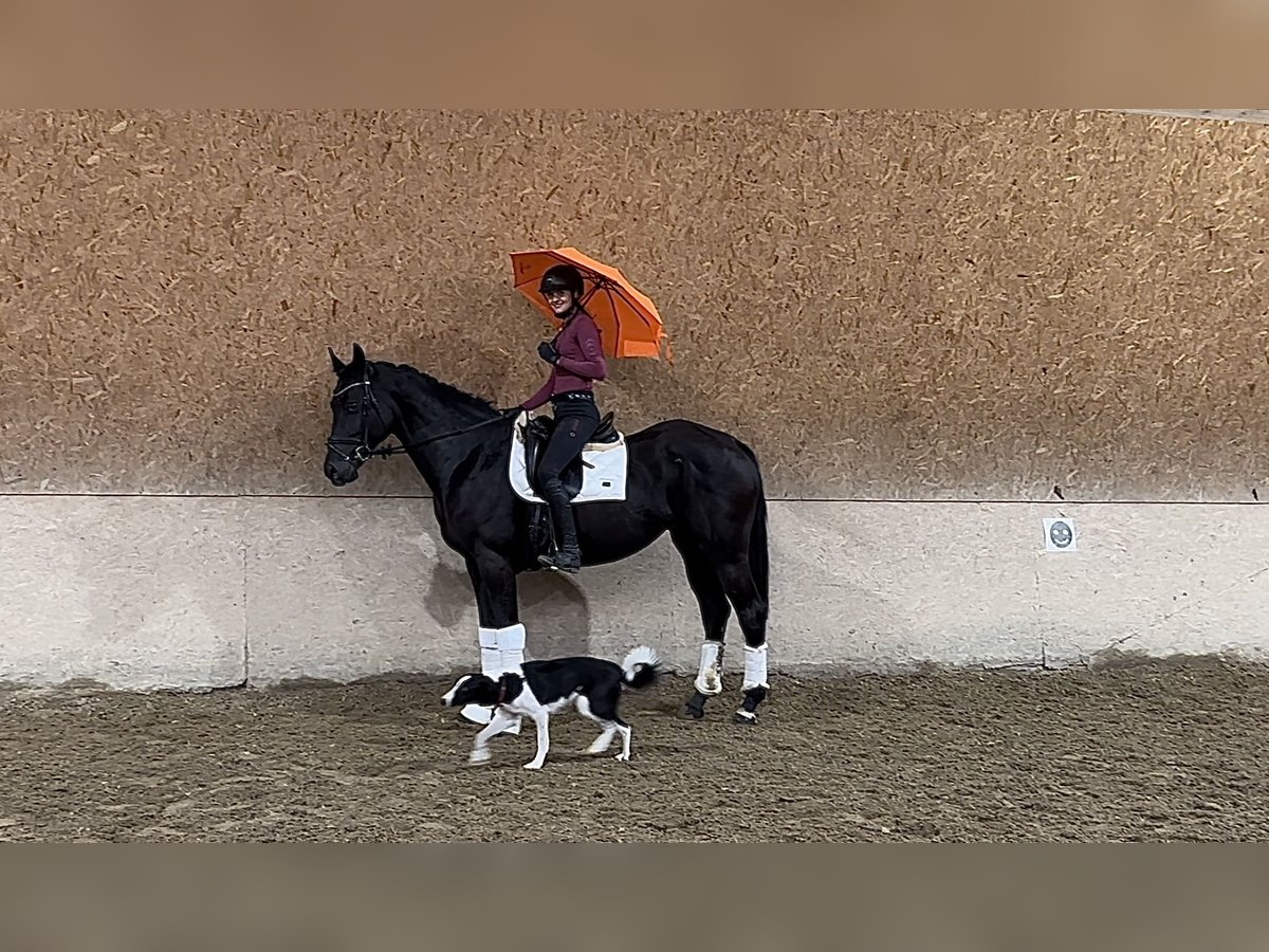 Koń wirtemberski Klacz 7 lat 166 cm Kara in Wehringen