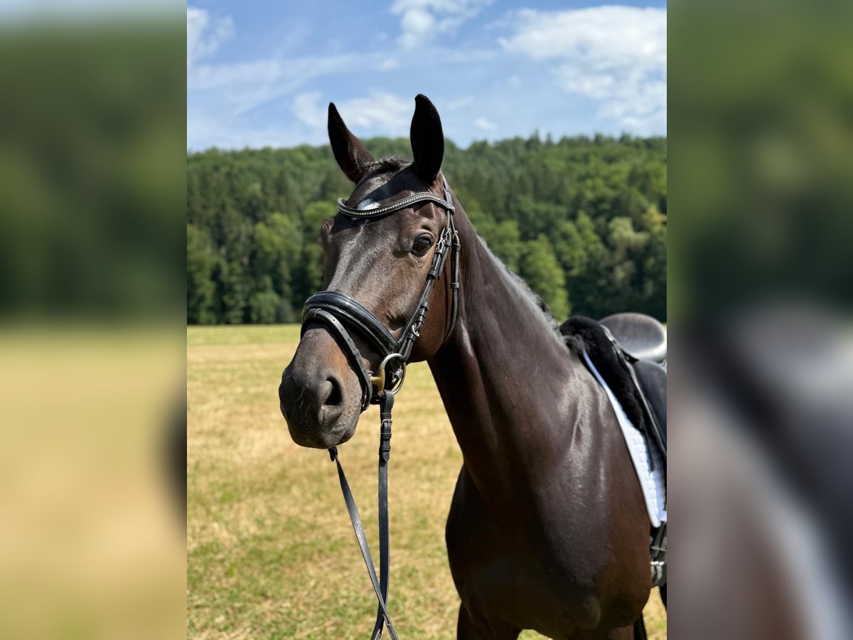 Koń wirtemberski Klacz 8 lat 166 cm Ciemnogniada in Sch&#xF6;naich