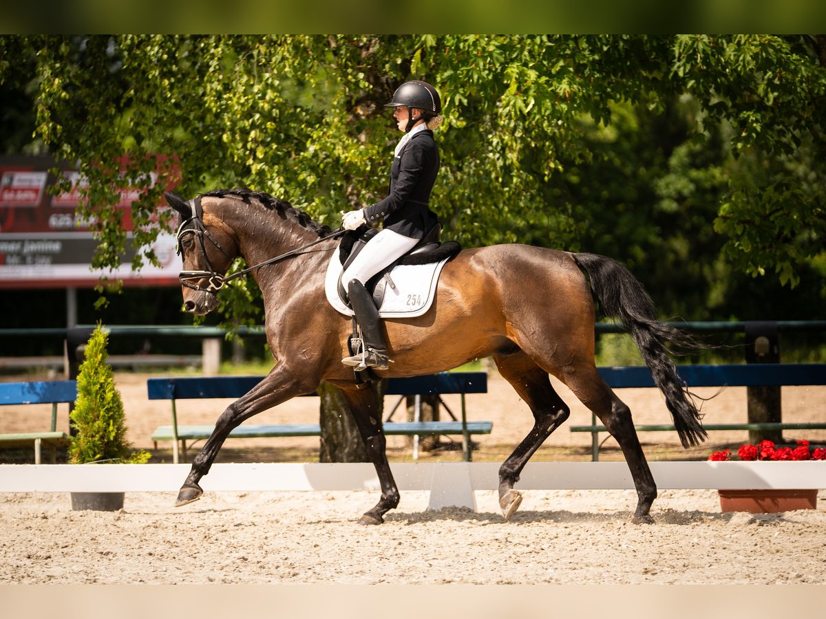 Koń wirtemberski Wałach 14 lat 170 cm Ciemnogniada in Niederkassel