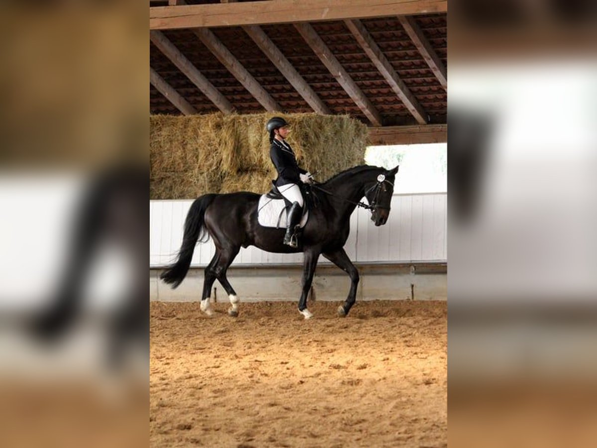 Koń wirtemberski Wałach 14 lat 170 cm Skarogniada in Schw&#xE4;bisch Hall