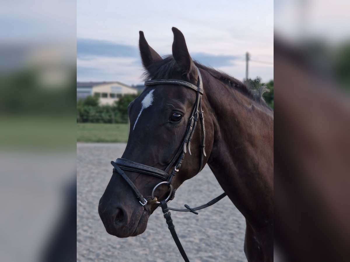 Koń wirtemberski Wałach 7 lat 172 cm Kara in Friedrichshafen