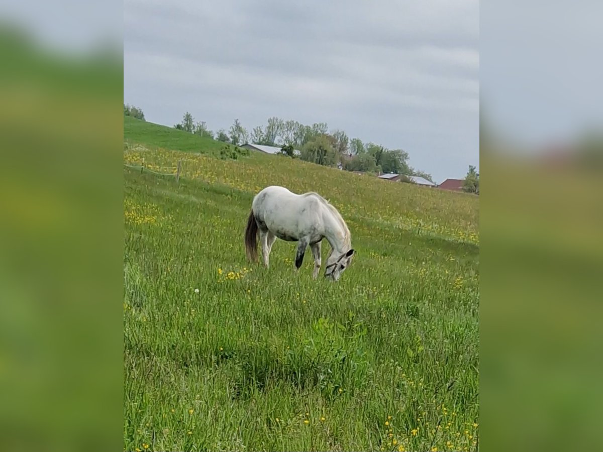 Koń wirtemberski Wałach 12 lat 168 cm Siwa in Horgenzell