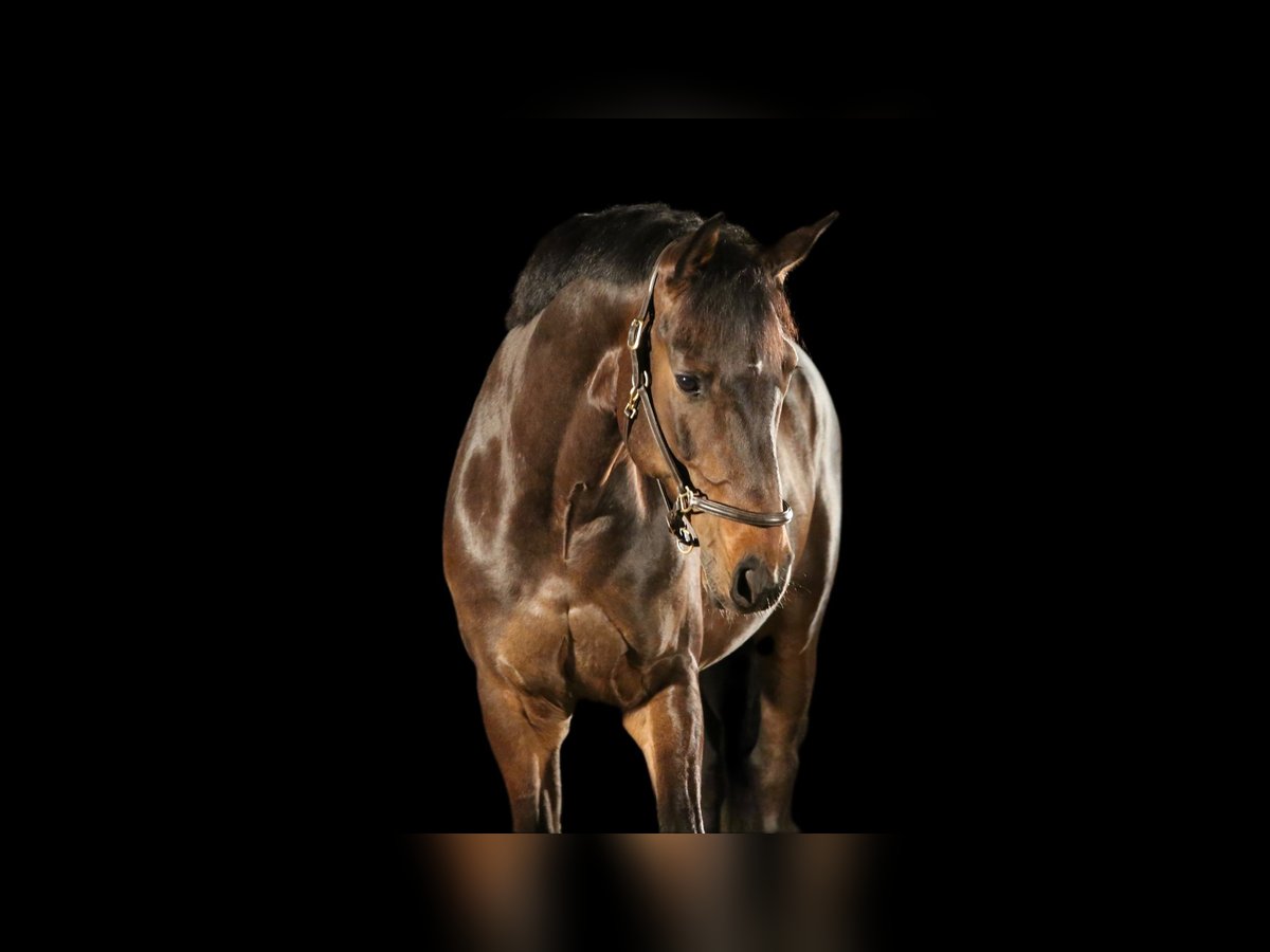 Koń wirtemberski Wałach 13 lat 169 cm Gniada in Planegg