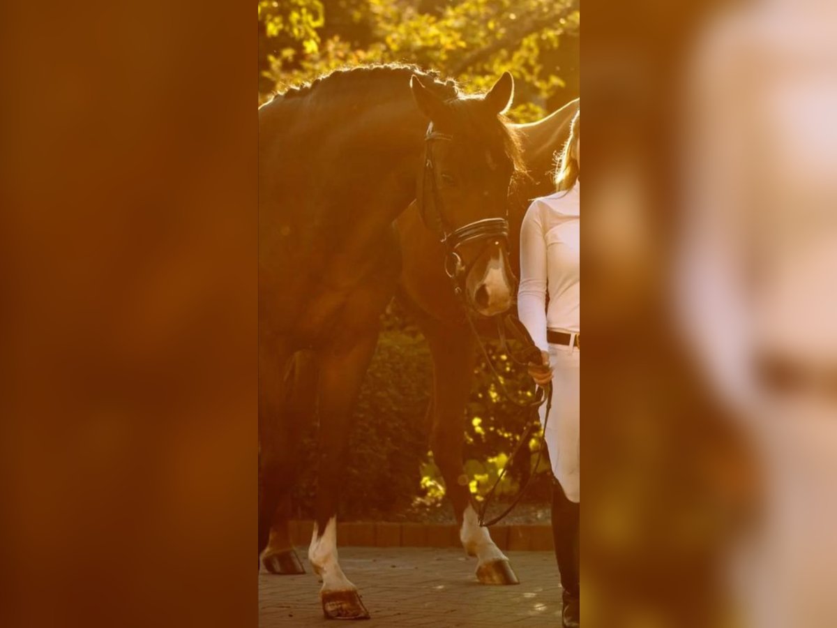 Koń wirtemberski Wałach 16 lat 164 cm Ciemnogniada in Minden