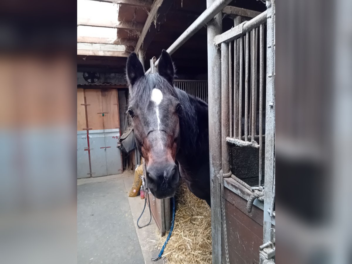 Koń wirtemberski Wałach 18 lat 160 cm Ciemnogniada in Köngen