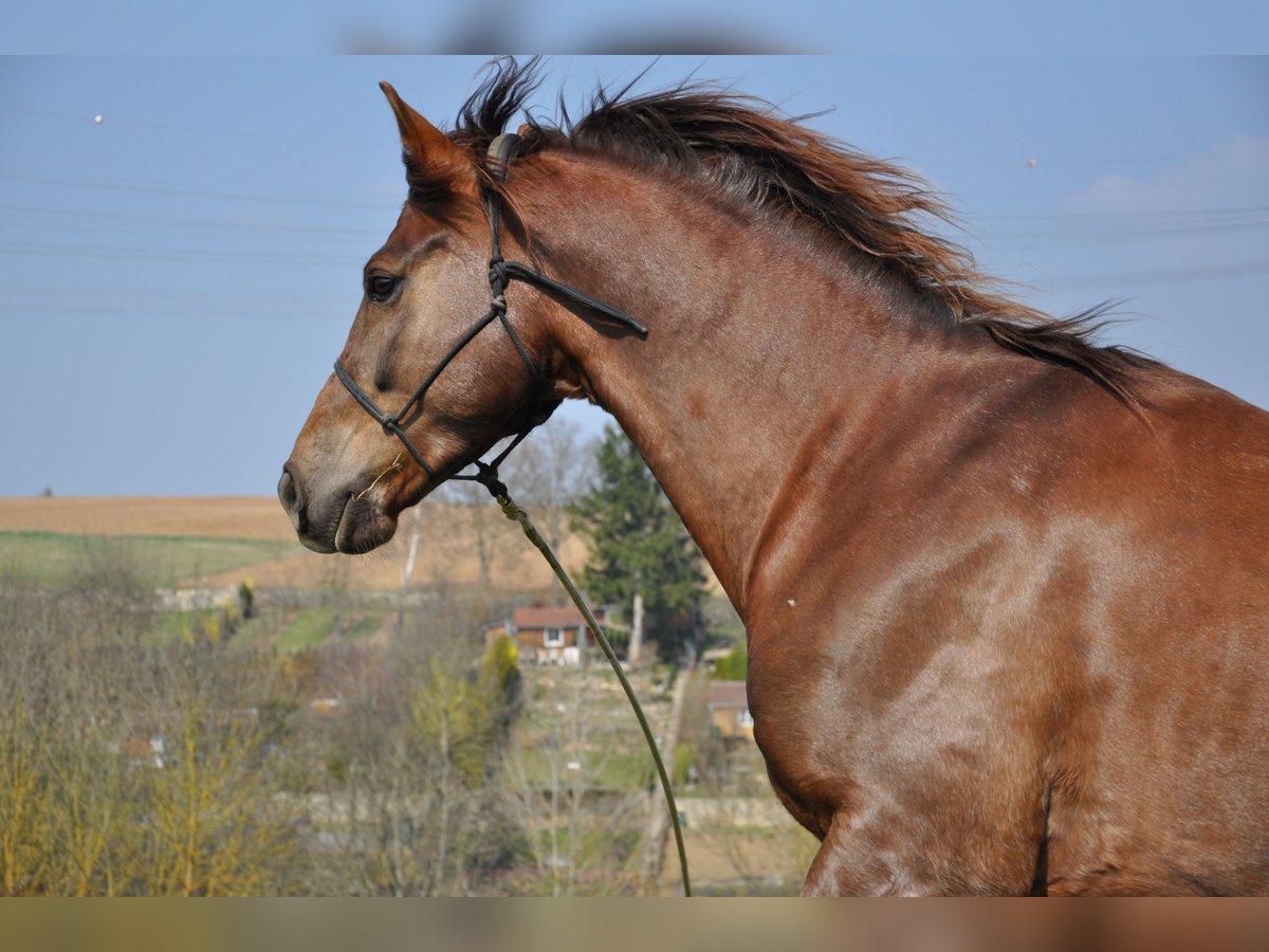 Koń wirtemberski Mix Wałach 20 lat 168 cm Ciemnokasztanowata in Leonberg