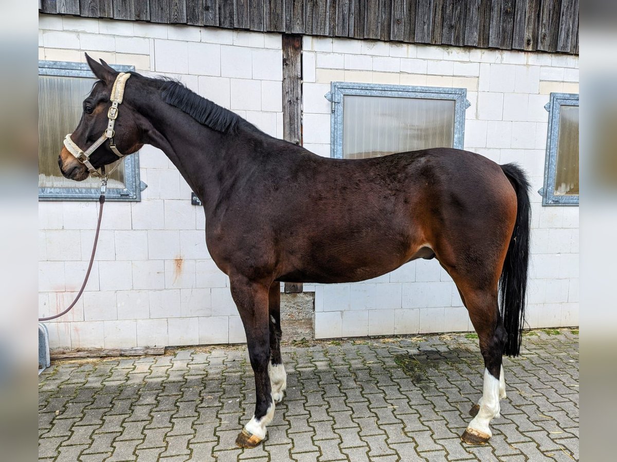 Koń wirtemberski Wałach 5 lat 167 cm Gniada in Jagstzell