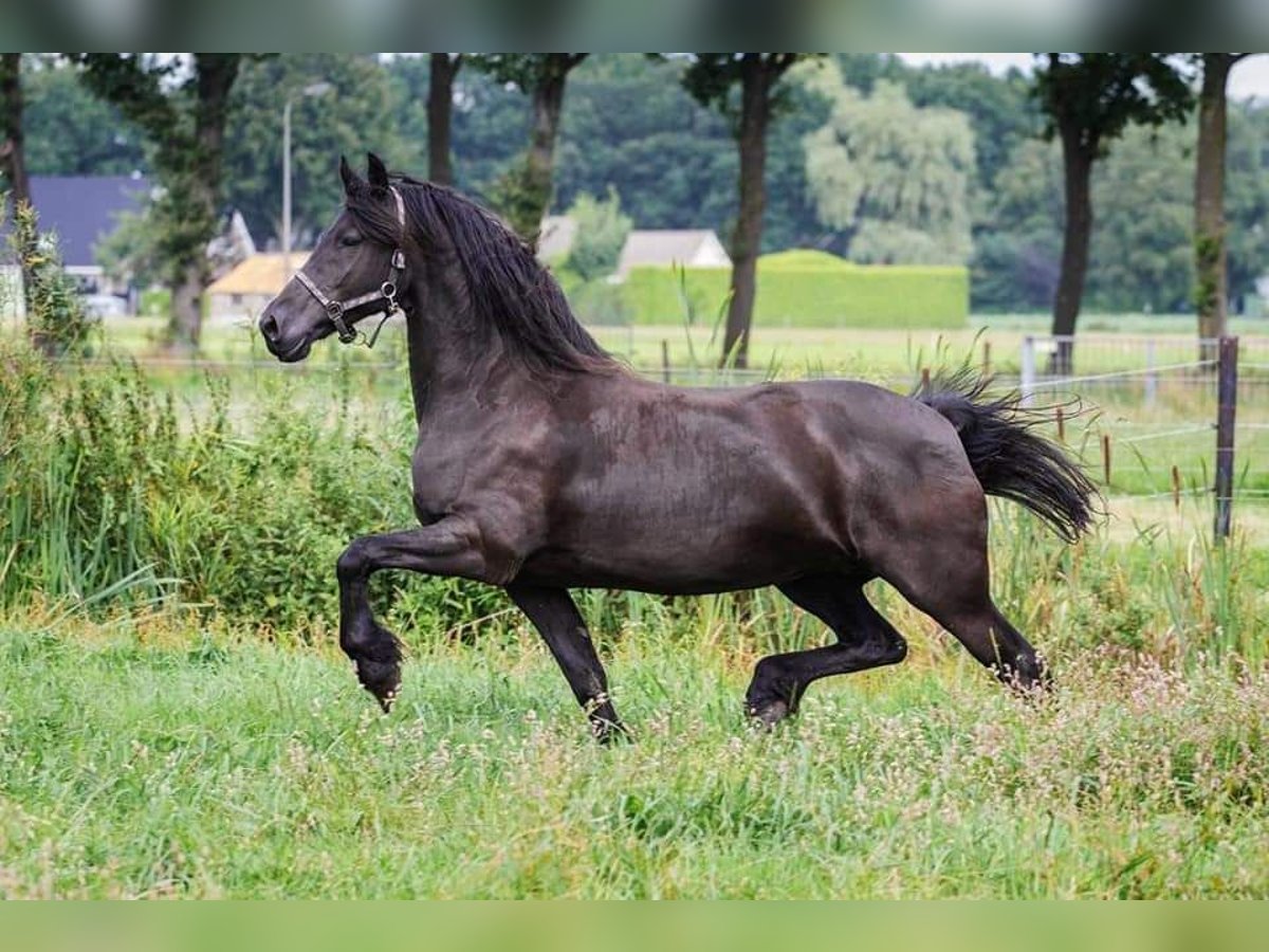 Konie fryzyjskie Klacz 13 lat 165 cm Kara in Elim