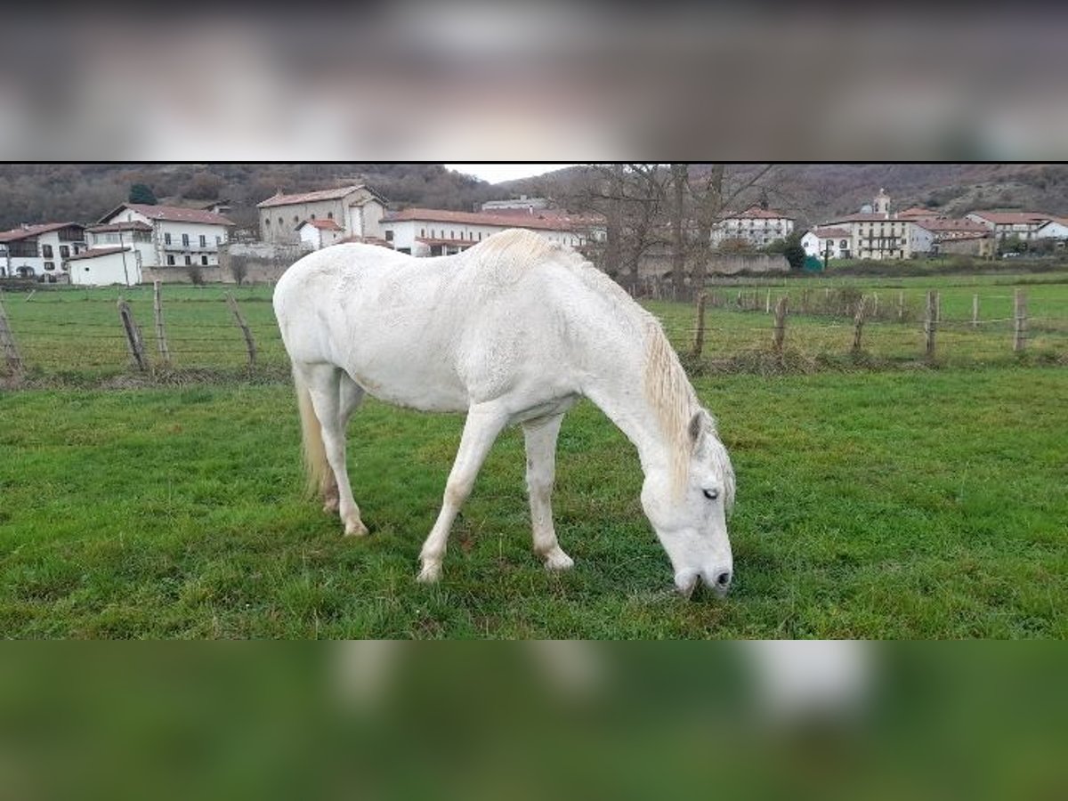 Konie fryzyjskie Mix Klacz 13 lat 165 cm Siwa in Pamplona/Iru&#xF1;a