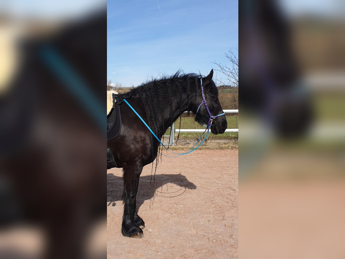 Konie fryzyjskie Klacz 15 lat 160 cm in Dunningen