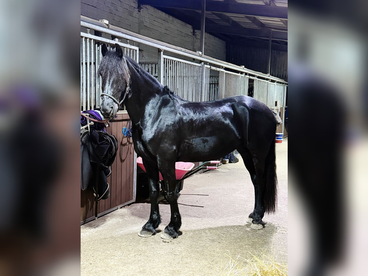Konie fryzyjskie Klacz 15 lat 163 cm Kara in Henstedt-Ulzburg