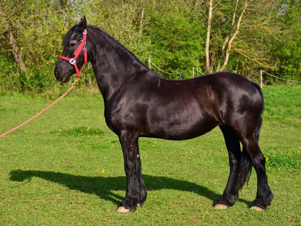 Konie fryzyjskie Klacz 15 lat Kara in Strážnice