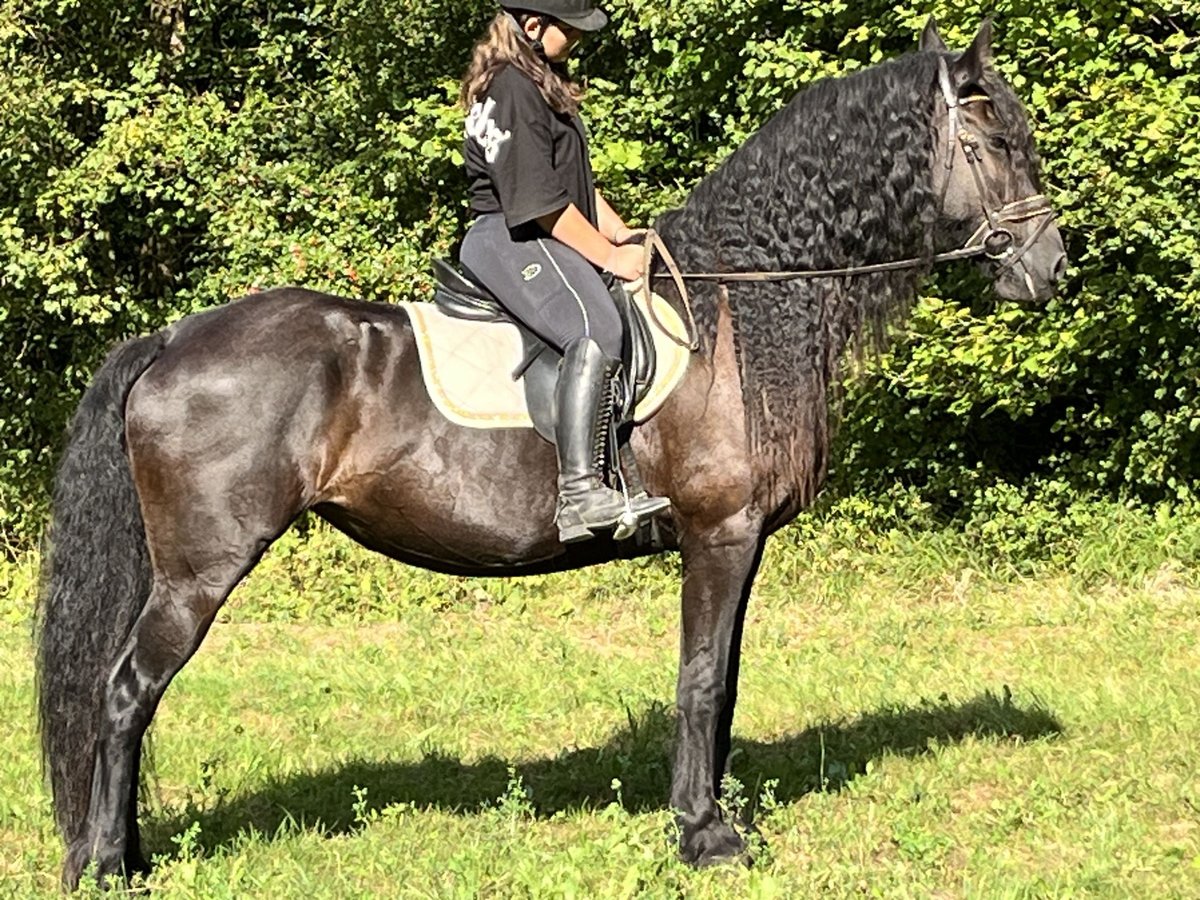 Konie fryzyjskie Klacz 16 lat 165 cm Kara in Ursensollen