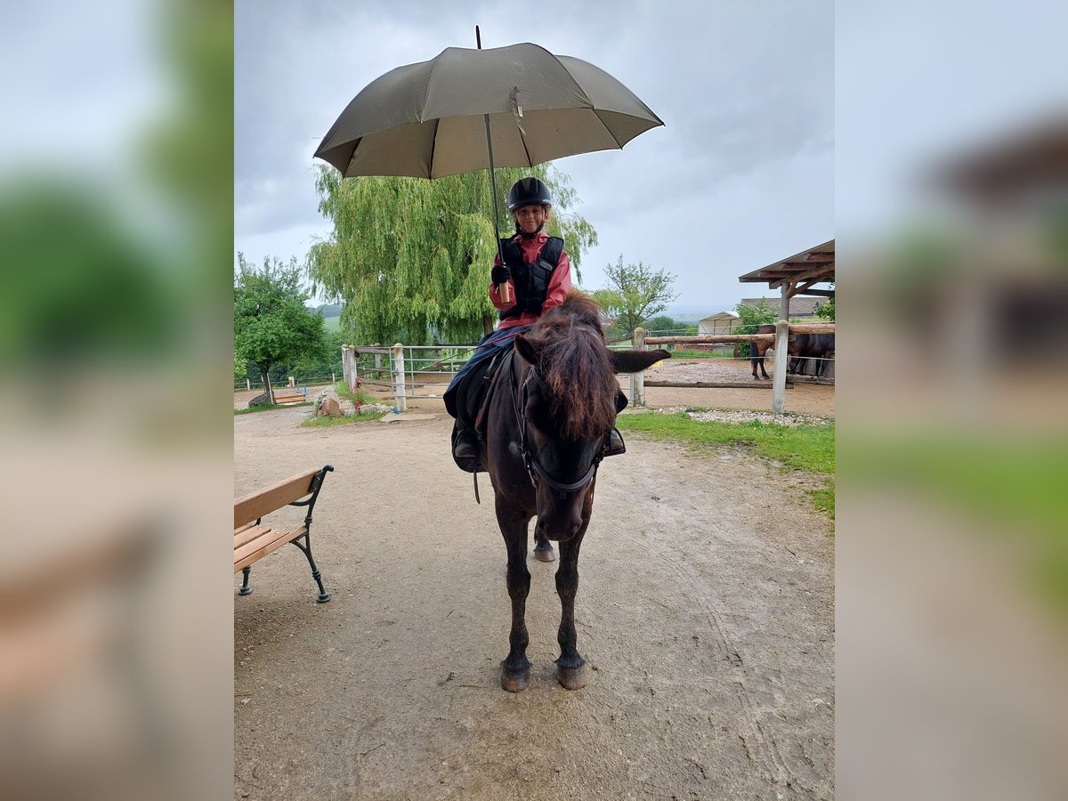 Konie fryzyjskie Mix Klacz 18 lat 153 cm Kara in Neuhofen an der Ybbs