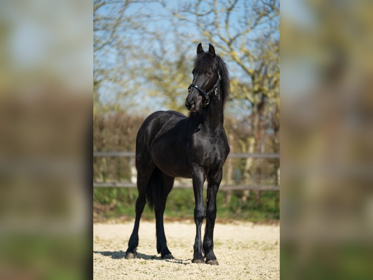 Konie fryzyjskie Klacz 1 Rok Kara in Heinkenszand