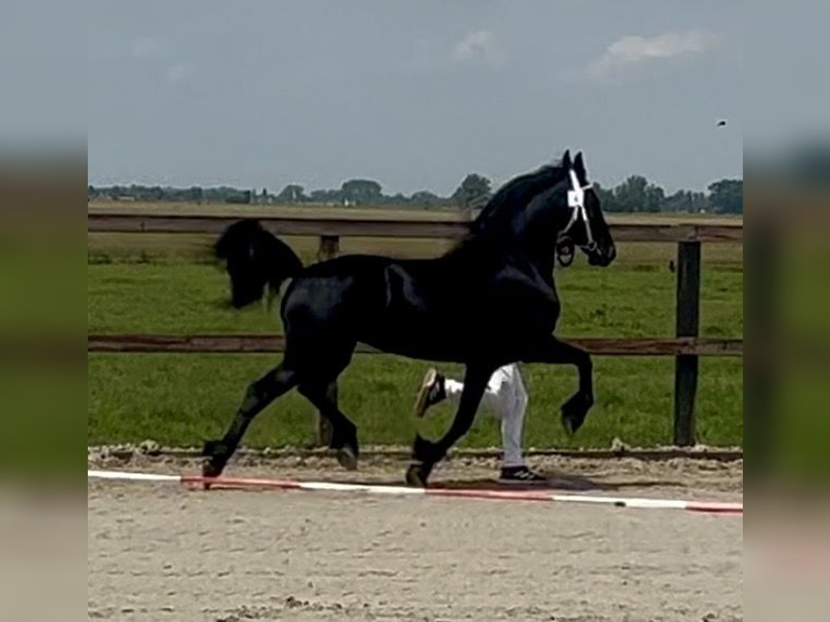 Konie fryzyjskie Klacz 4 lat 160 cm Kara in Lemele