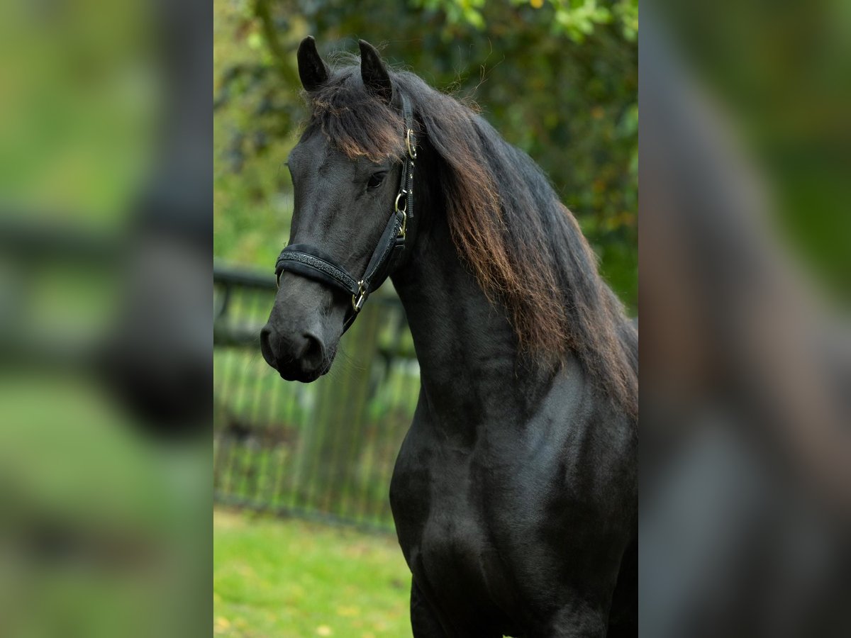 Konie fryzyjskie Klacz 4 lat 162 cm in Spijk