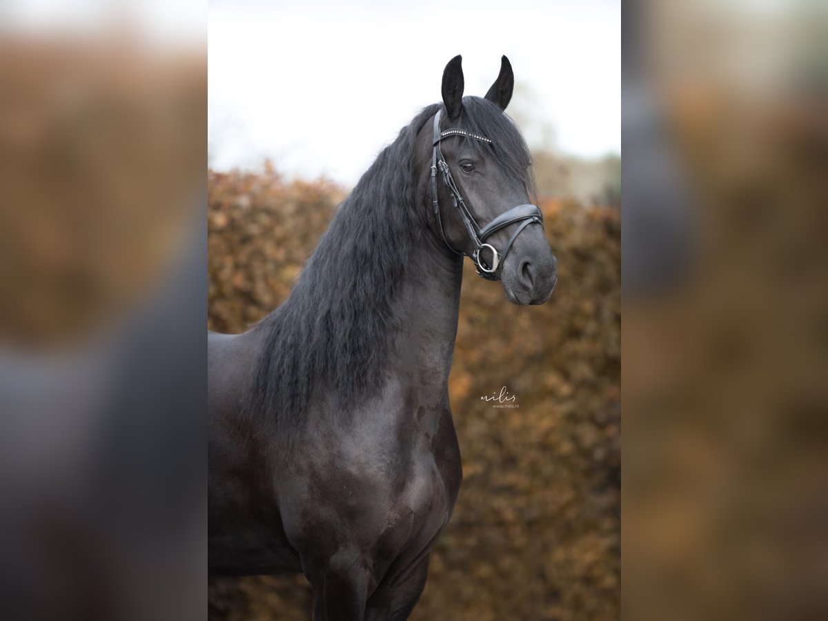 Konie fryzyjskie Klacz 4 lat 167 cm Kara in Aalten
