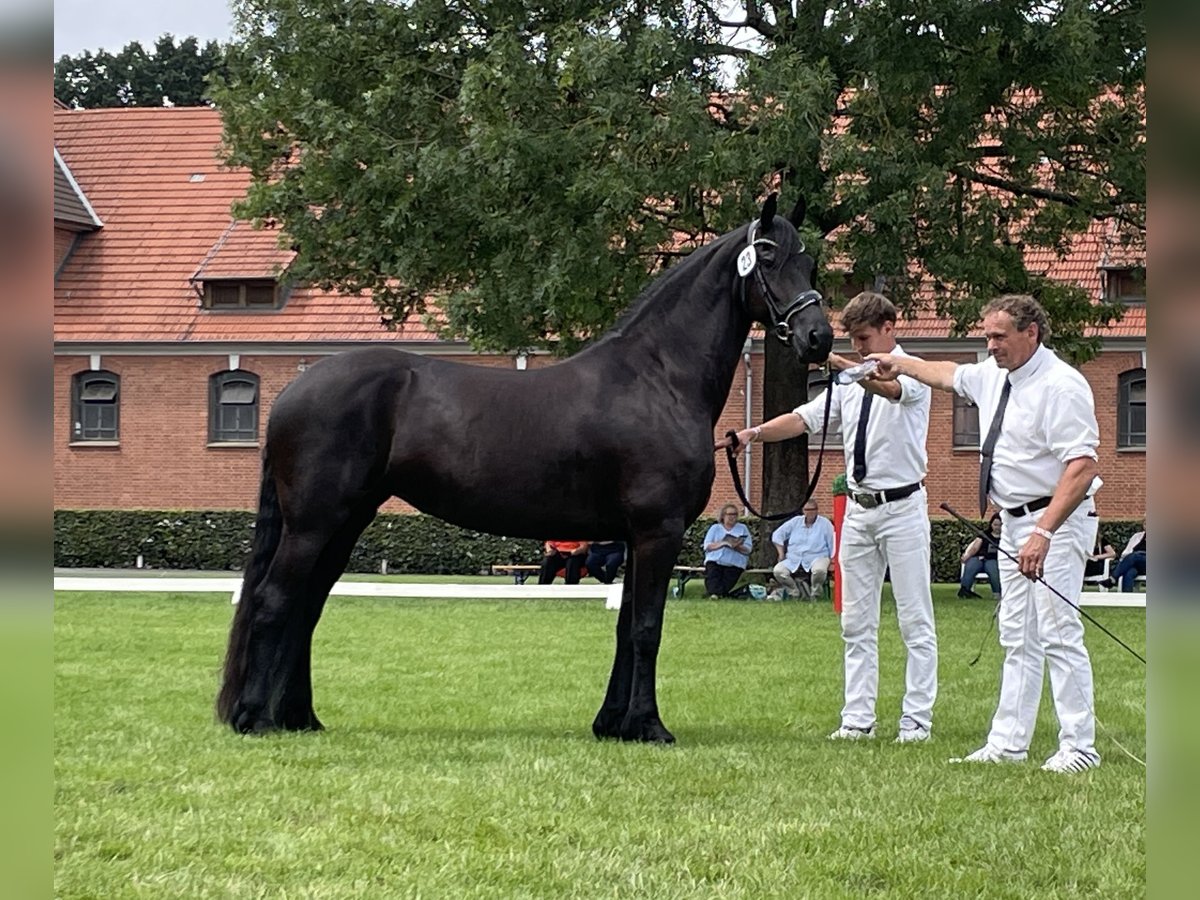 Konie fryzyjskie Klacz 6 lat 165 cm Kara in Hosena