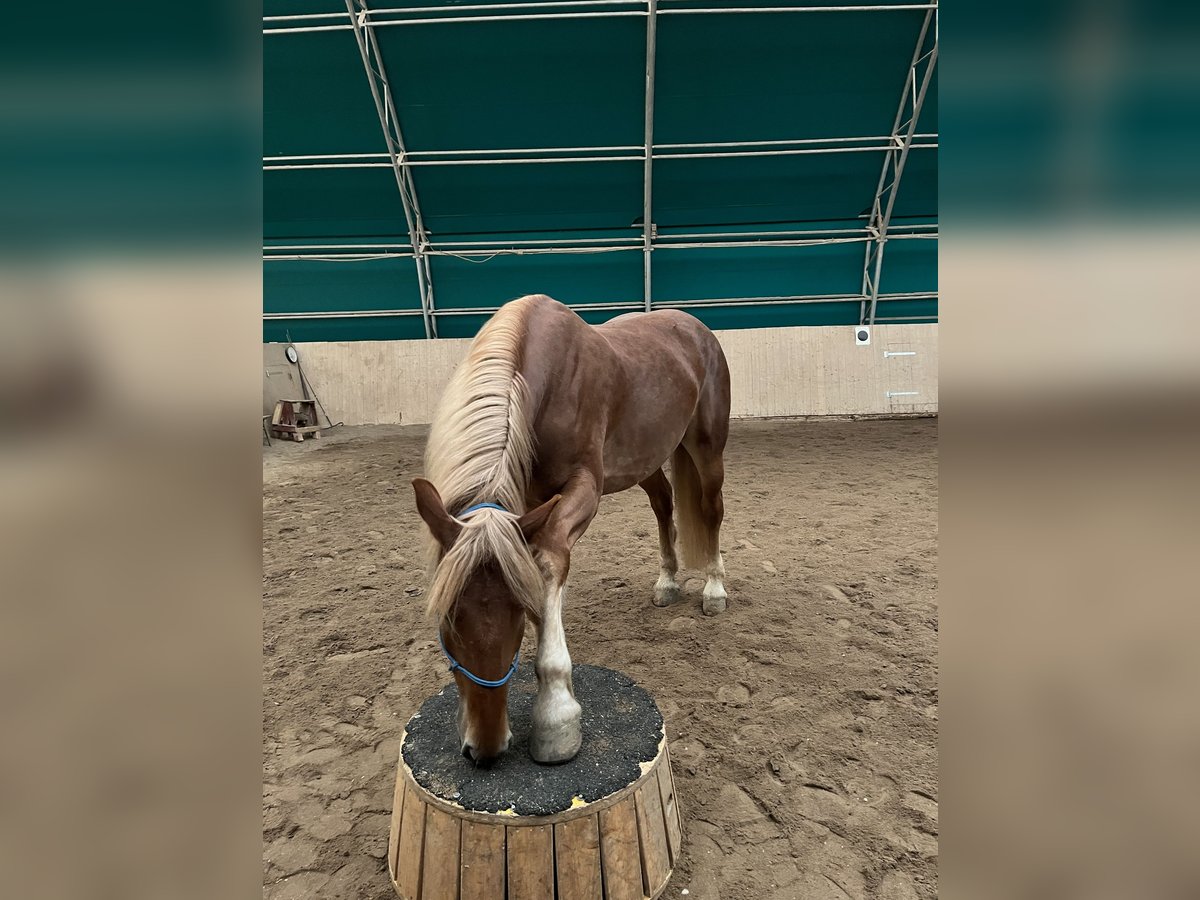 Konie fryzyjskie Mix Klacz 6 lat 173 cm in Steyr