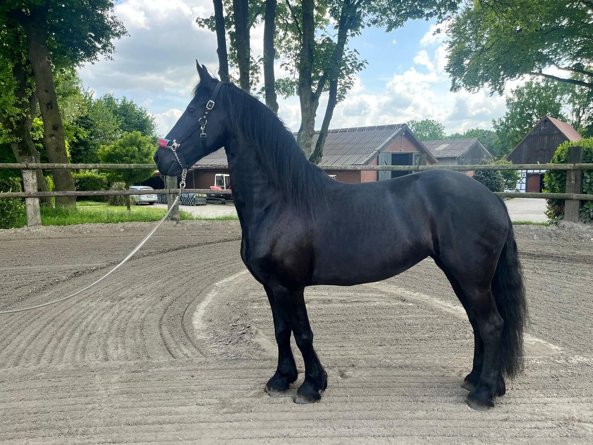 Konie fryzyjskie Klacz 7 lat 159 cm Kara in Oer-Erkenschwick