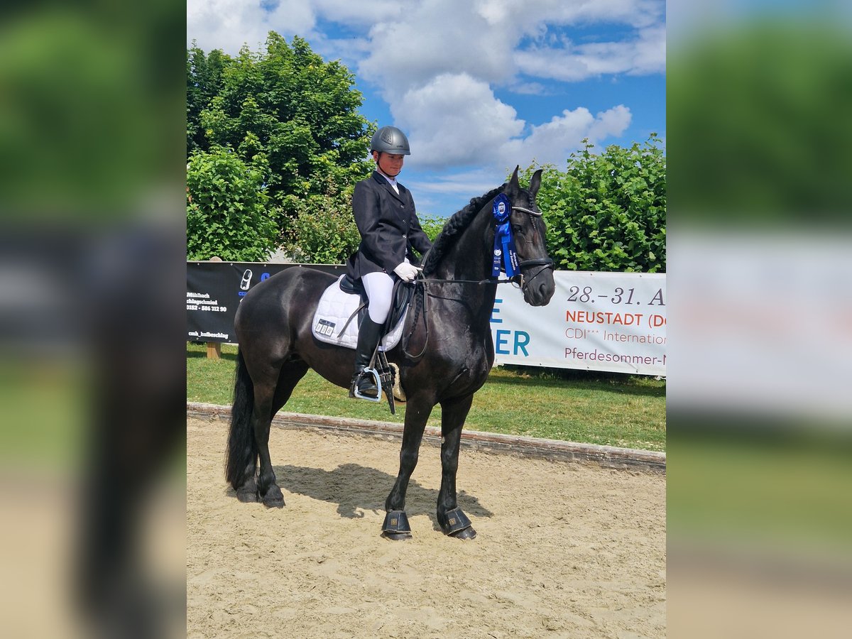 Konie fryzyjskie Klacz 9 lat 163 cm Kara in Sontra