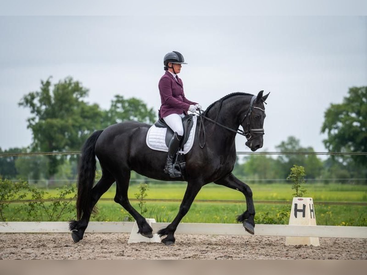 Konie fryzyjskie Klacz 9 lat 165 cm Kara in Lemele