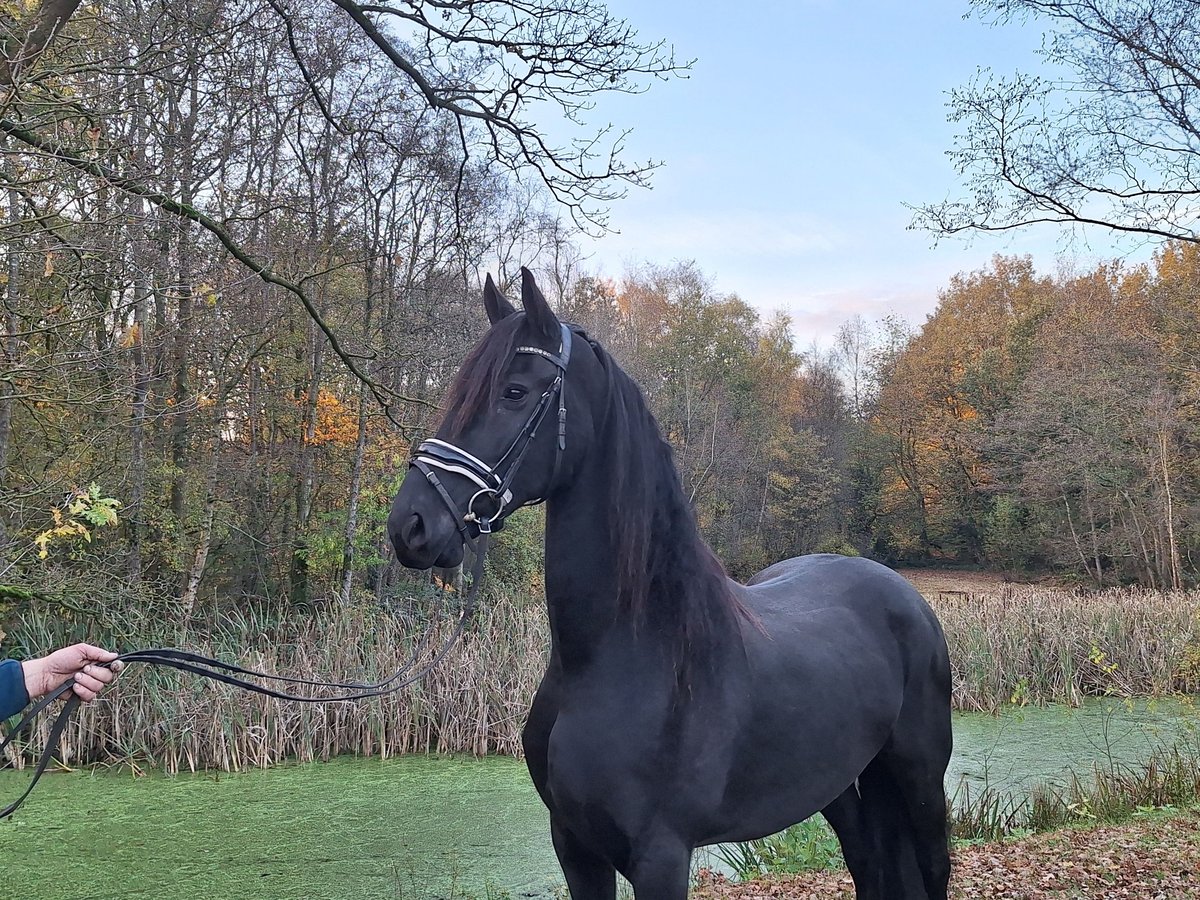Konie fryzyjskie Klacz 9 lat 166 cm Kara in Dalen