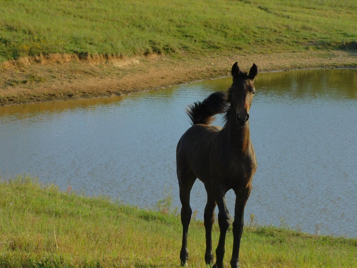 Konie fryzyjskie Klacz Źrebak (06/2025) 163 cm Ciemnogniada in Lobelville