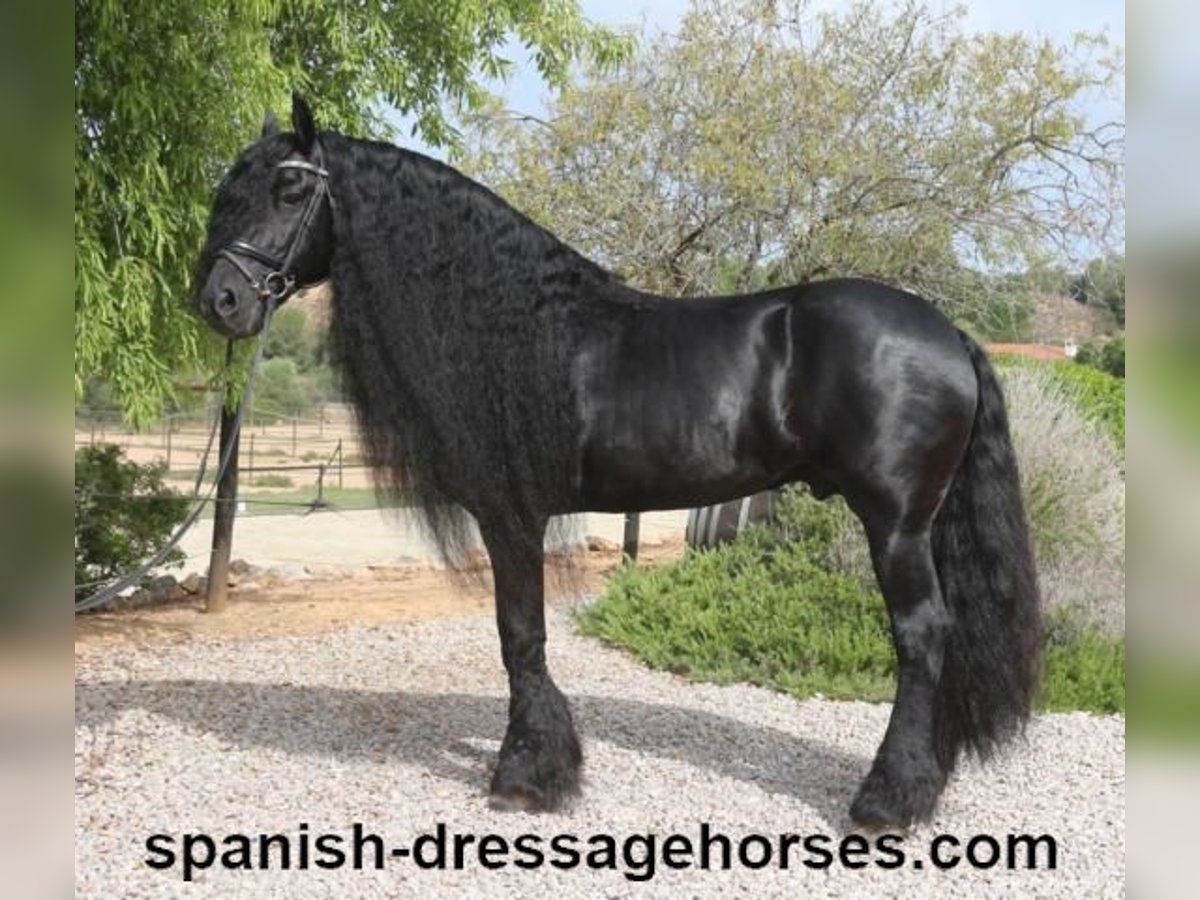 Konie fryzyjskie Ogier 10 lat 165 cm Kara in Barcelona