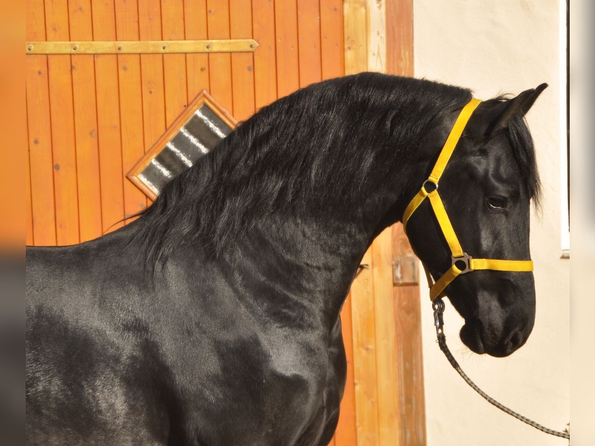 Konie fryzyjskie Ogier 3 lat 164 cm Kara in Ochtendung