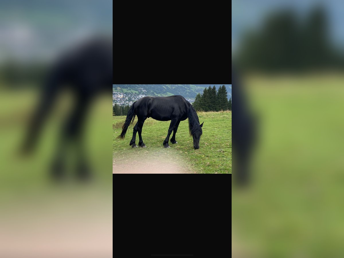 Konie fryzyjskie Ogier 3 lat Kara in St. Michael im Lungau