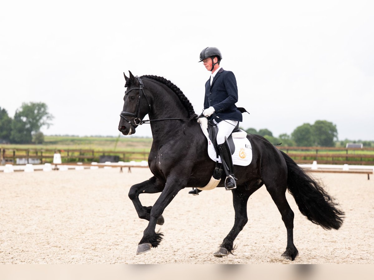 Konie fryzyjskie Ogier 5 lat 170 cm Kara in Vijfhuizen