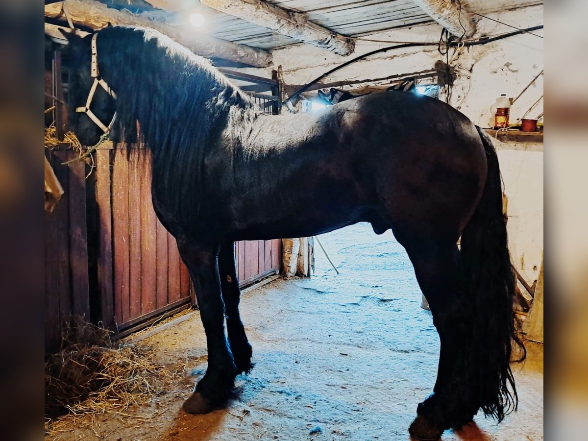 Konie fryzyjskie Ogier 5 lat 175 cm Kara in Budapest