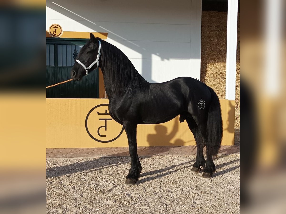 Konie fryzyjskie Ogier 7 lat 172 cm Kara in Madrid