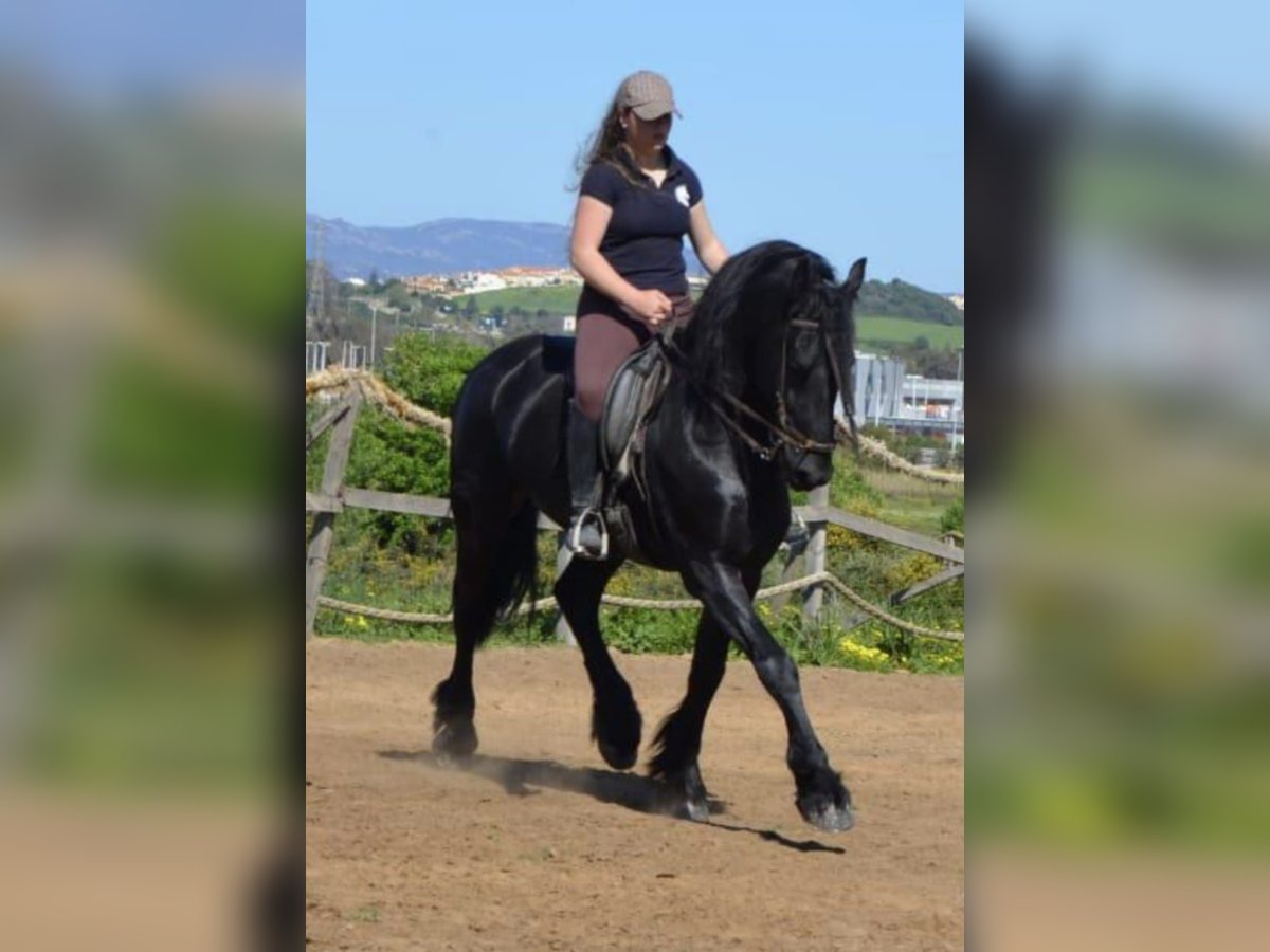 Konie fryzyjskie Ogier 7 lat Kara in Algeciras