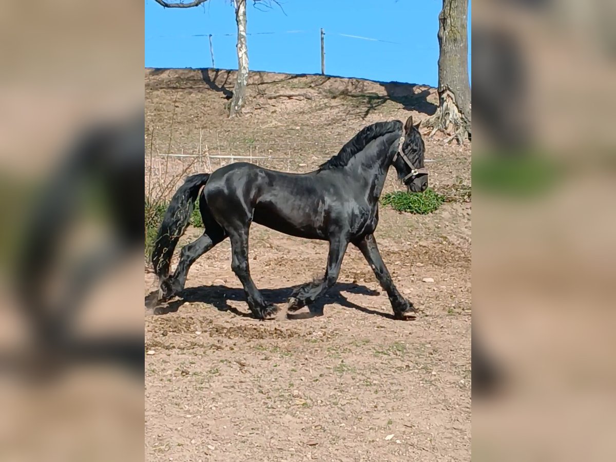 Konie fryzyjskie Ogier in Kreischa