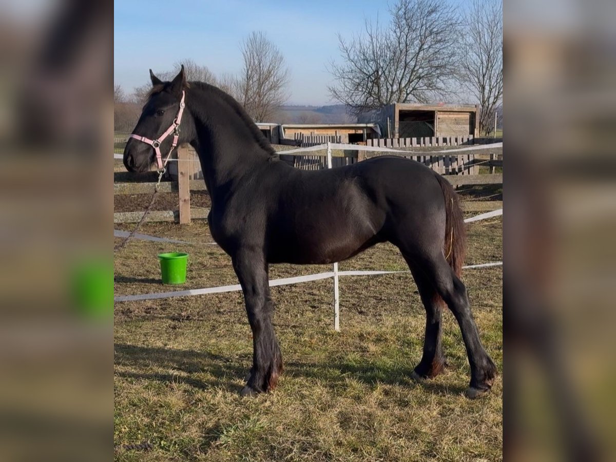 Konie fryzyjskie Ogier Źrebak (04/2025) 165 cm Kara in Rechnitz