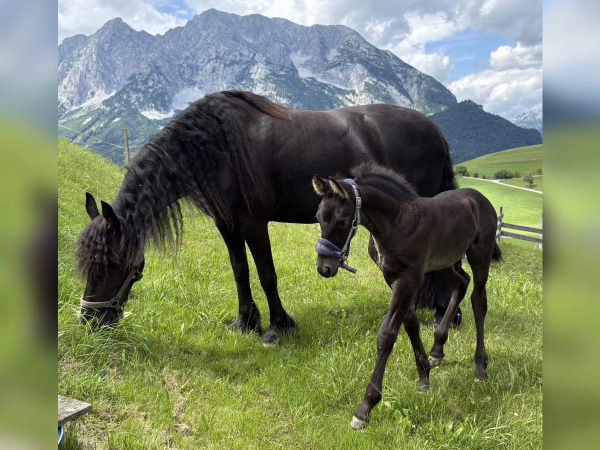 Konie fryzyjskie Ogier Źrebak (06/2025) Kara in Irdning
