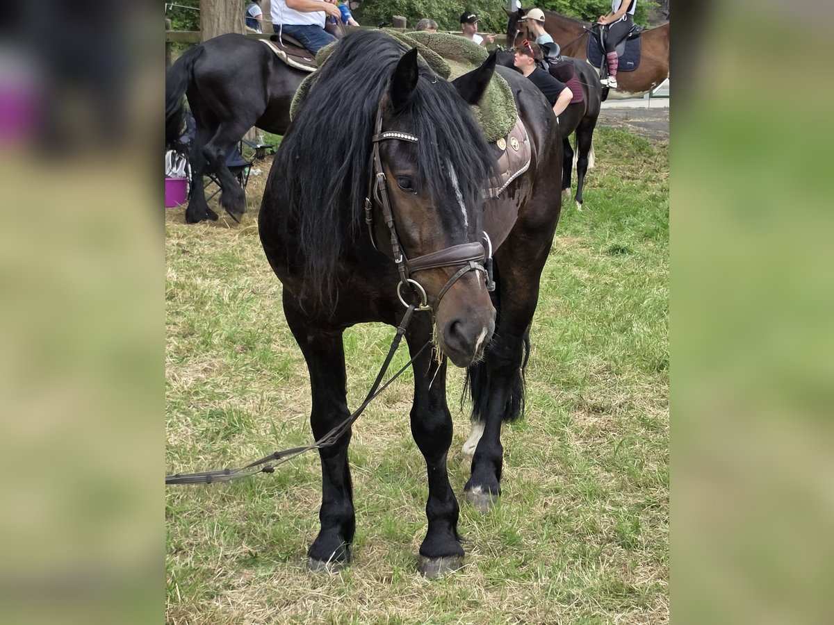 Konie fryzyjskie Wałach 4 lat 161 cm Skarogniada in Braunschweig