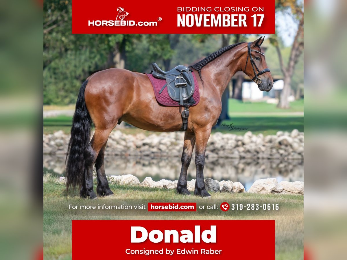 Konie fryzyjskie Wałach 4 lat 168 cm Gniada in Fairbank