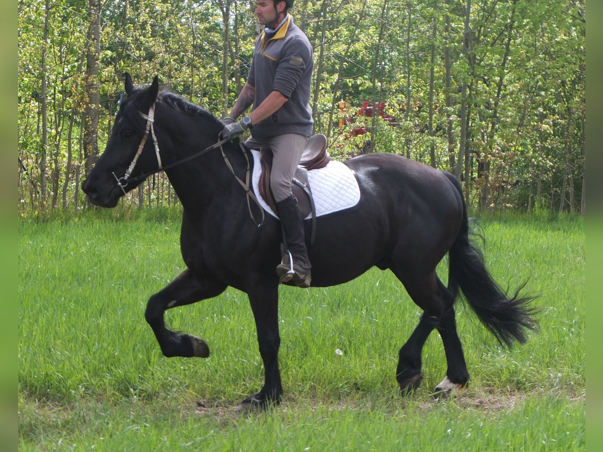 Konie fryzyjskie Mix Wałach 5 lat 158 cm Kara in Buttstädt
