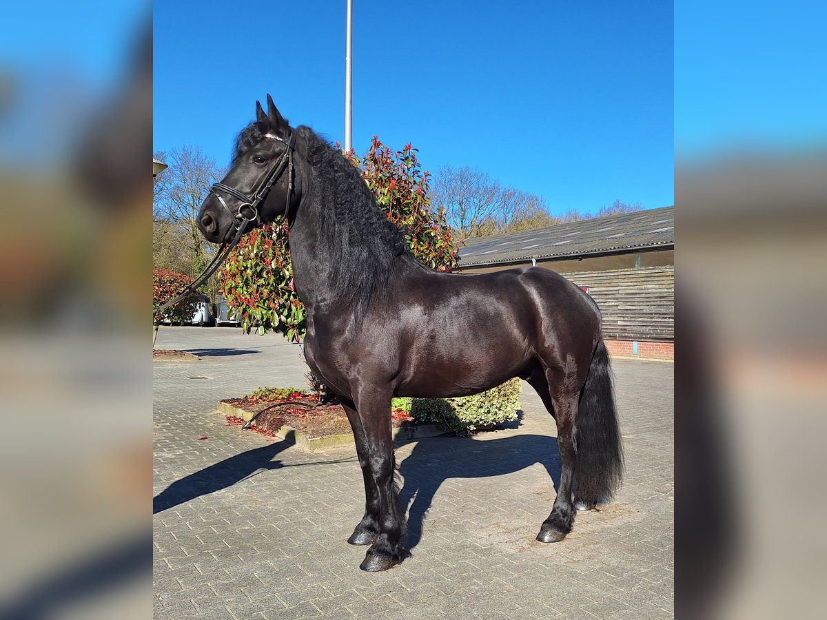 Konie fryzyjskie Wałach 5 lat 164 cm in Dalen
