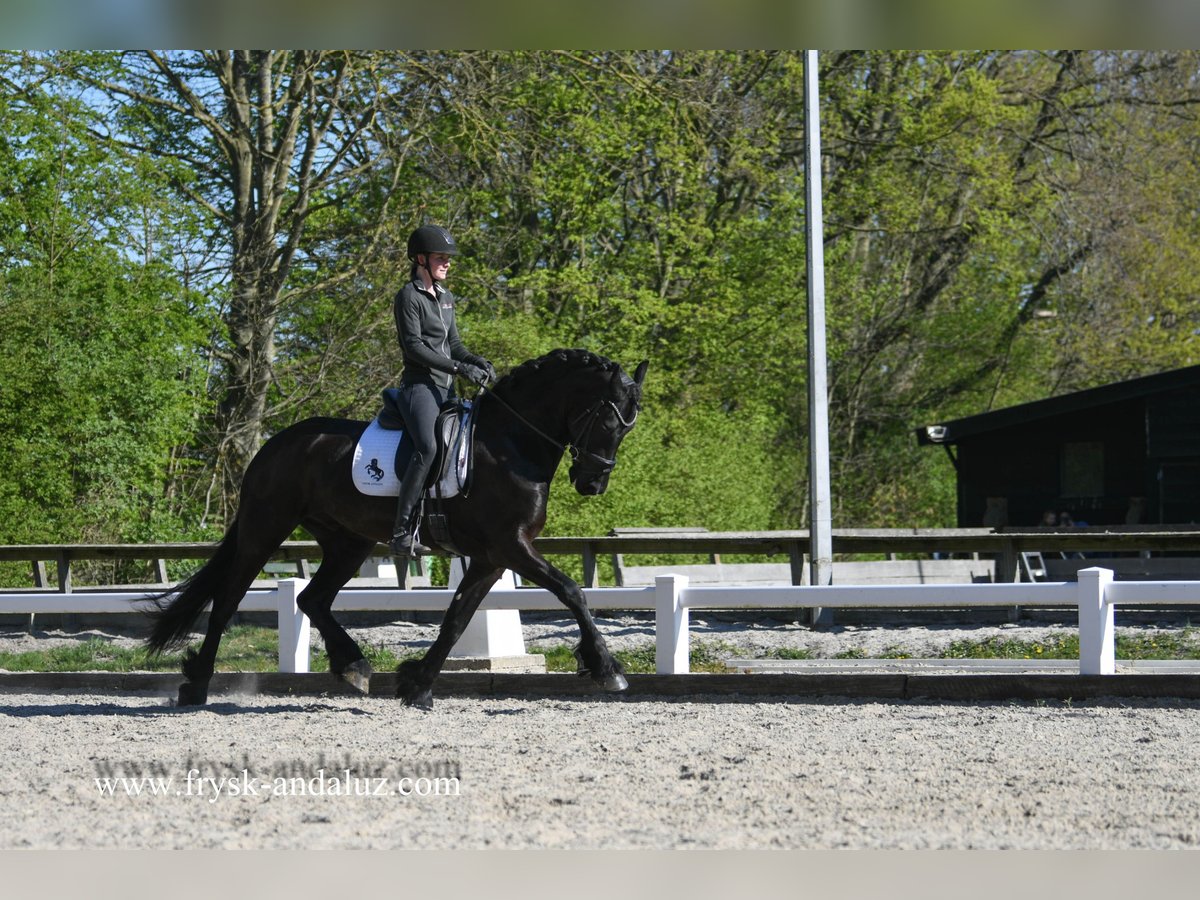 Konie fryzyjskie Wałach 5 lat 167 cm Kara in Mijnsheerenland