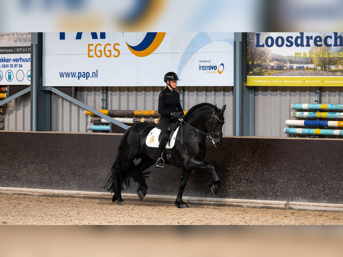 Konie fryzyjskie Wałach 6 lat Kara in Aalsmeer