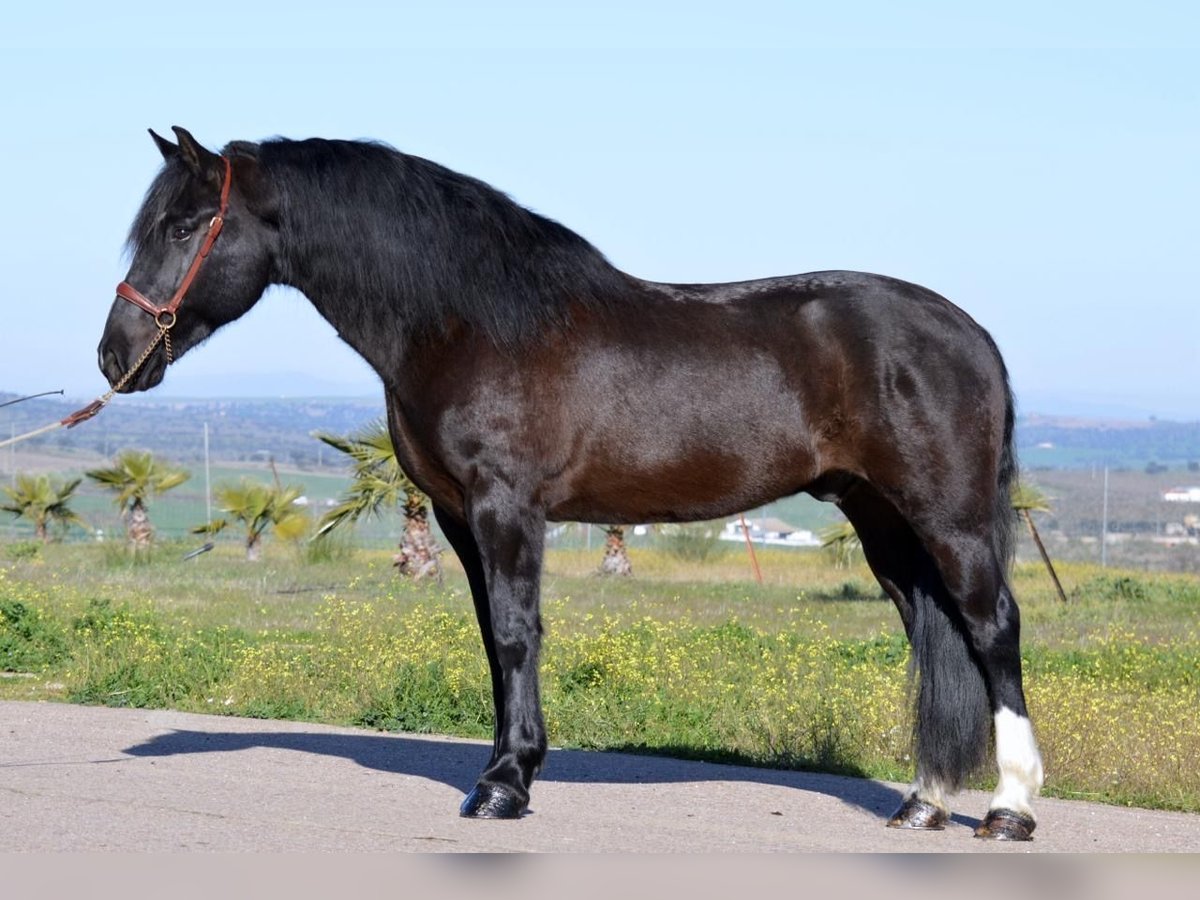 Konie fryzyjskie Mix Wałach 11 lat 161 cm Kara in Castuera