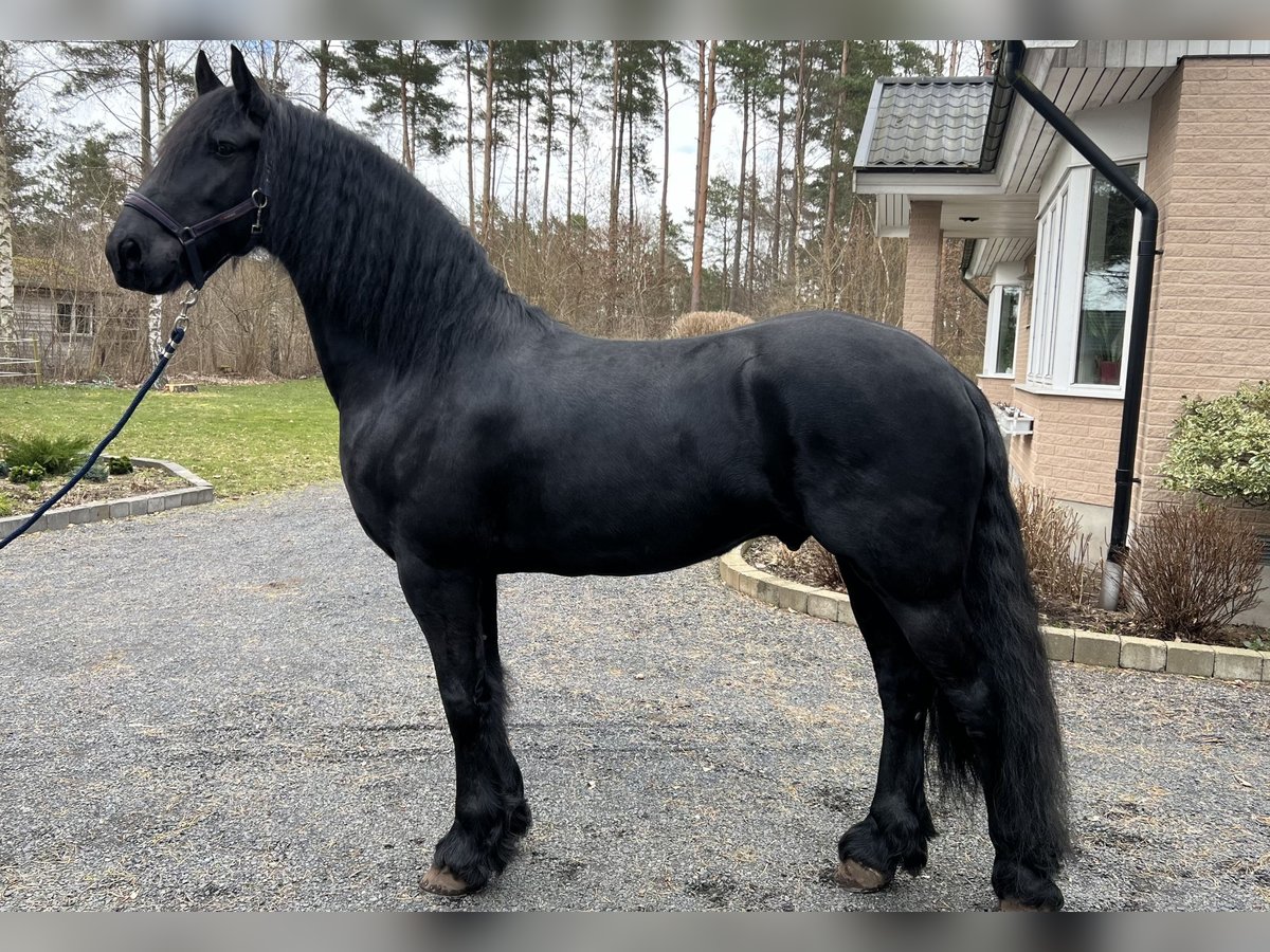 Konie fryzyjskie Wałach 6 lat 165 cm Grullo in Sölvesborg